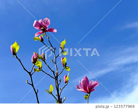 Magnolia flowers pink purple on blue sky  123577969