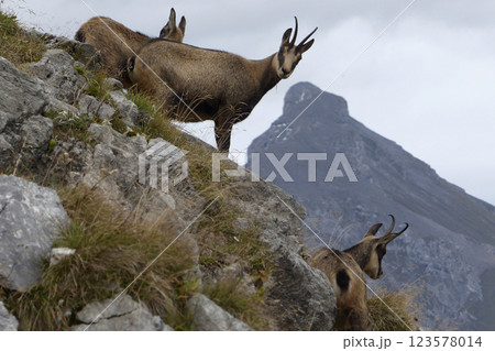 Herd of Chamois in the Karwendel Mountains in Austria 123578014