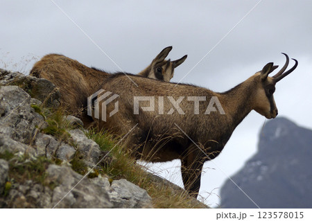 Herd of Chamois in the Karwendel Mountains in Austria 123578015
