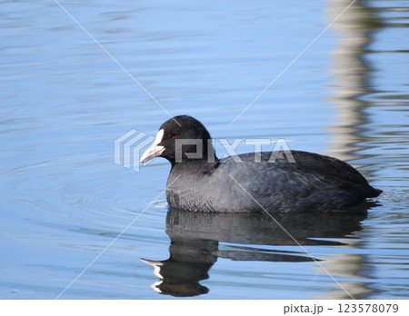 くちばしと額が白い「オオバン」 123578079