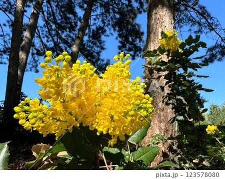 Mahonia, Oregon Grape, Oregon Grape Holly  123578080
