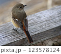 杭に止まるジョウビタキのメス 123578124
