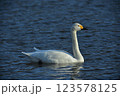 水面を泳ぐ白鳥 123578125