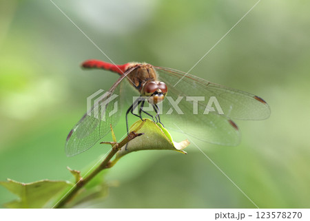 トンボ トンボ 123578270