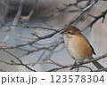 枝に止まるモズ 123578304