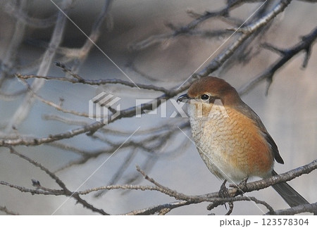 枝に止まるモズ 123578304