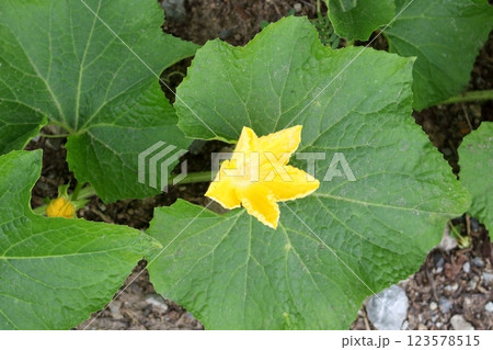 White gourd flower blooming above leaf. 123578515