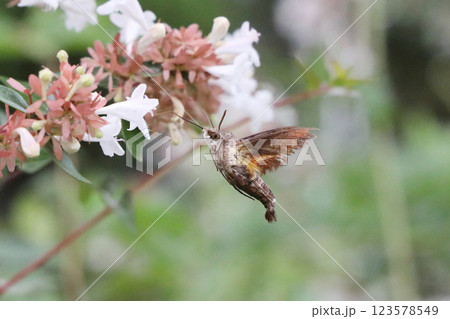 蜜を吸うホシホウジャク 蜜を吸うホシホウジャク 123578549