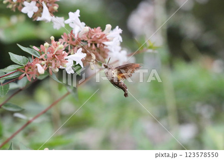 蜜を吸うホシホウジャク 蜜を吸うホシホウジャク 123578550