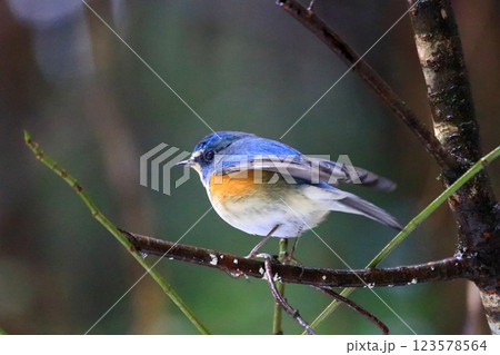 里山のルリビタキ 123578564