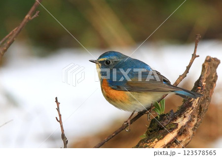 里山のルリビタキ 123578565