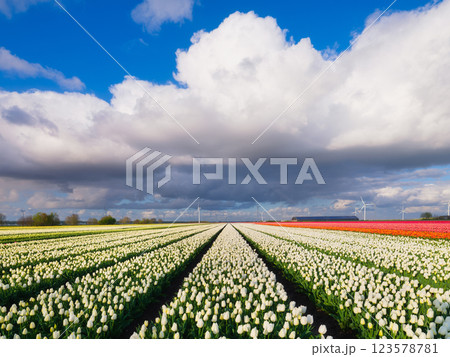Rows on the tulips field. Agriculture in Holland. Postcard view. 123578781