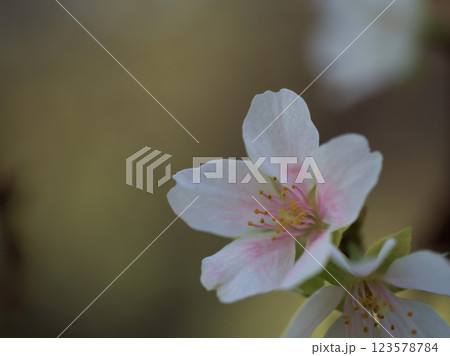 10月に咲いた可憐なサクラ「越の福かさね(コシノフクカサネ)」 10月に咲いた可憐なサクラ「越の福かさね(コシノフクカサネ)」 123578784