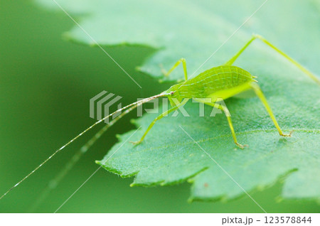 葉にとまるバッタ 123578844