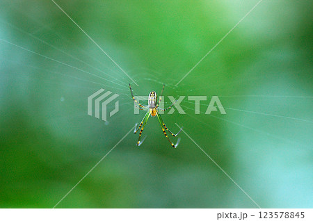 クモとクモの巣 123578845