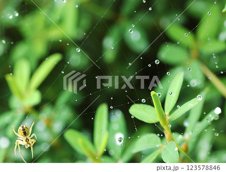 クモの巣についたクモ 123578846