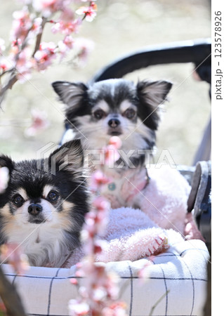 満開の梅林　犬用カートで散歩する2匹の仲良しチワワ　春の素材 123578926