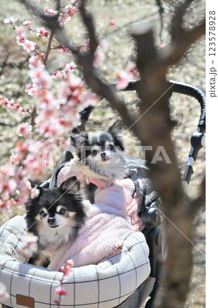 満開の梅林　犬用カートで散歩する2匹の仲良しチワワ　春の素材 123578928