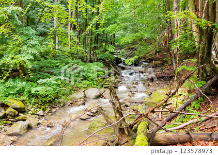 river in the forest. wild flowing creek. nature scenery with trees above water stream. sunny day in summer. explore ecosystem of ukraine river in the forest. wild flowing creek. nature scenery with trees above water stream. sunny day in summer. explore ecosystem of ukraine 123578973