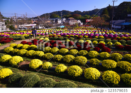 厚木市・飯山花の里 厚木市・飯山花の里 123579035