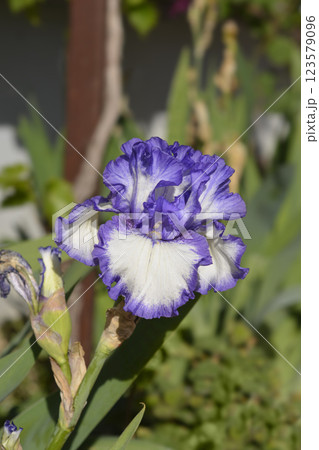 Tall bearded iris Classic Look Tall bearded iris Classic Look 123579096