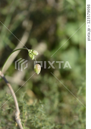 Bladder campion 123579098