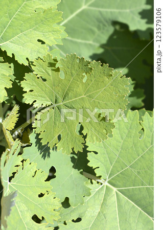 Plume poppy Plume poppy 123579106