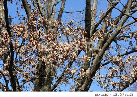 English oak English oak 123579112