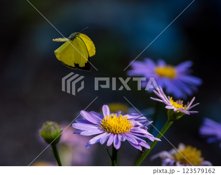 キタキチョウ 123579162