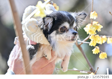 満開のロウバイとロングコートチワワ 満開のロウバイとロングコートチワワ 123579165