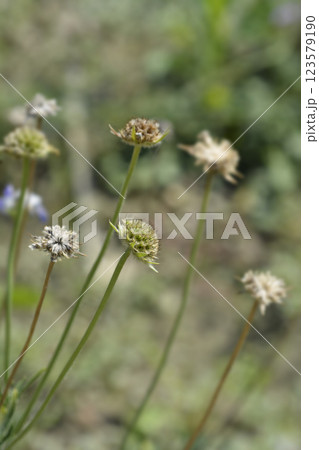 Caucasian pincushion flower Caucasian pincushion flower 123579190