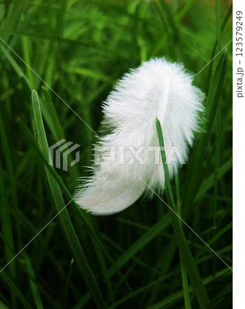 White feather in the grass, close up, macro 123579249
