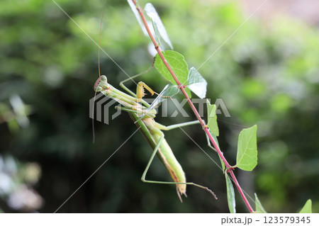 オオカマキリ オオカマキリ 123579345