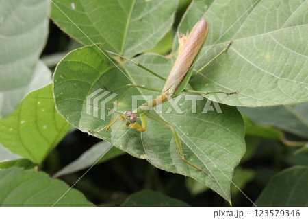オオカマキリ オオカマキリ 123579346