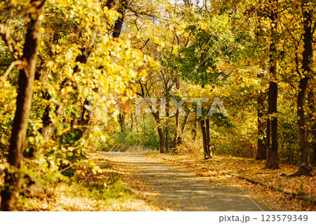An autumn pathway surrounded by trees with yellow and green leaves. An autumn pathway surrounded by trees with yellow and green leaves. 123579349