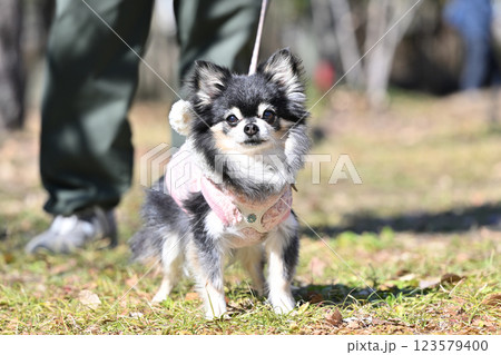 穏やかな日差しの中　公園で飼い主の男性と散歩する笑顔のチワワ 123579400