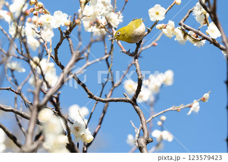 白い梅の花とメジロ 123579423