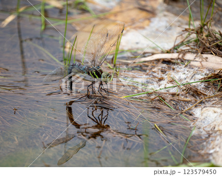 オオルリボシヤンマ 123579450