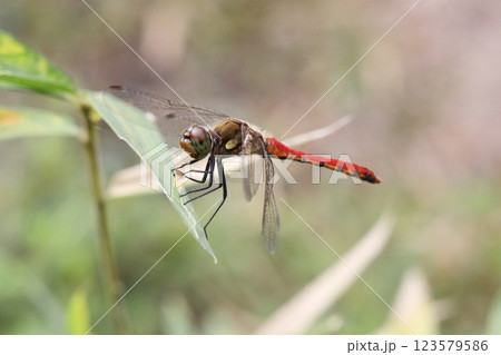 赤とんぼ 123579586