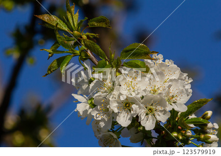 Cherry blossom trees in full bloom under clear blue skies during springtime in a serene outdoor setting Cherry blossom trees in full bloom under clear blue skies during springtime in a serene outdoor setting 123579919