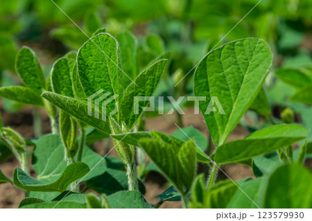 Green soybean plants growing in a sunny field during the early stages of the growing season in spring 123579930