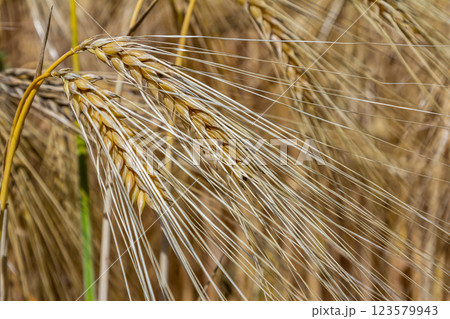 Close-up view of mature barley grains in a field during late summer harvest season showcasing golden hues and detailed grain structure 123579943