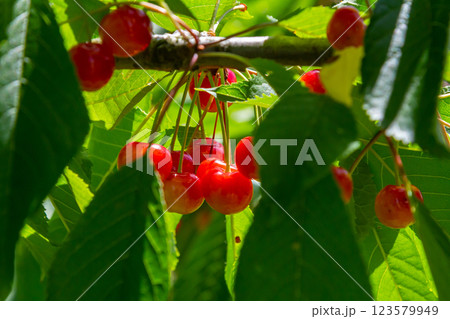 Cherry tree branches adorned with ripe cherries in a vibrant summer setting surrounded by lush green leaves Cherry tree branches adorned with ripe cherries in a vibrant summer setting surrounded by lush green leaves 123579949