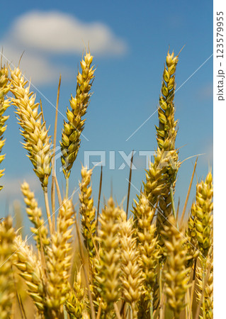 Golden wheat swaying gently in the breeze under a clear blue sky during a sunny afternoon in the countryside 123579955