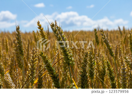 Wheat field stretches under a bright sky, showcasing golden grains swaying gently in the breeze during midday 123579956
