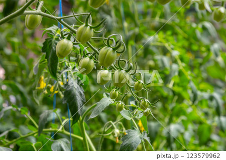 Green tomato fruits developing on a vine in a sunny garden environment during the summer season 123579962