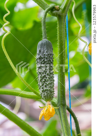 Fresh cucumber fruit growing on a vine surrounded by vibrant green leaves in a garden during late spring 123579963