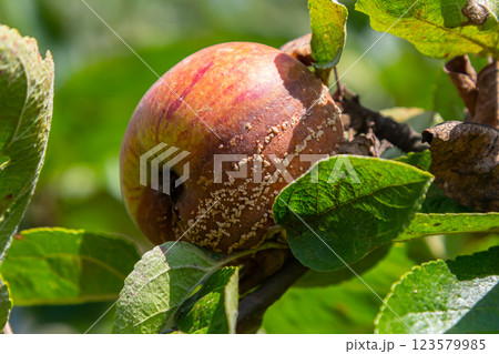 Apple tree affected by Moniliosis showing signs of fungal infection during late summer harvest season Apple tree affected by Moniliosis showing signs of fungal infection during late summer harvest season 123579985