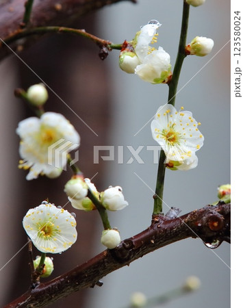雨に濡れる白い梅の花 雨に濡れる白い梅の花 123580024