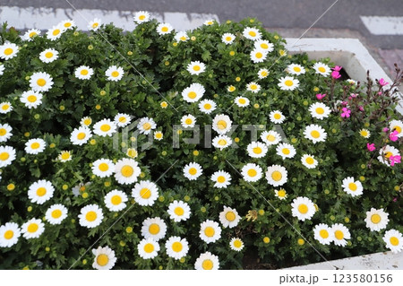 冬の庭に咲く白いノースポールの花 冬の庭に咲く白いノースポールの花 123580156